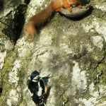 Keswick Nature